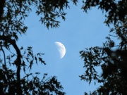 26th Jul 2020 - Here's the Moon Again, Framed Naturally