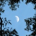 Here's the Moon Again, Framed Naturally by grammyn