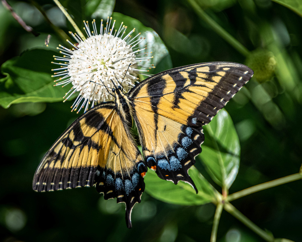 Swallowtail and Buttonball by marylandgirl58