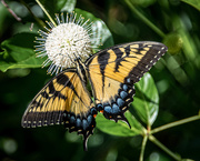 26th Jul 2020 - Swallowtail and Buttonball