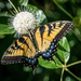 Swallowtail and Buttonball by marylandgirl58