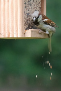 25th Jul 2020 - House Sparrow