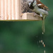House Sparrow by lsquared