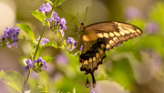 26th Jul 2020 - One More Giant Swallowtail Butterfly!