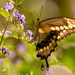 One More Giant Swallowtail Butterfly! by rickster549