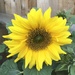 Sunflower.... by anne2013