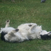 5th Jun 2020 - relaxed dog