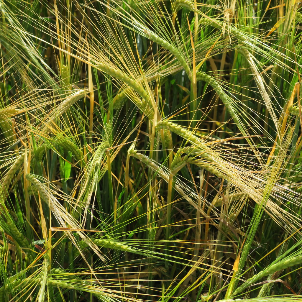 green barley by mariadarby