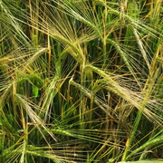 12th Jun 2020 - green barley