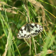 22nd Jun 2020 - marble white in the meadows