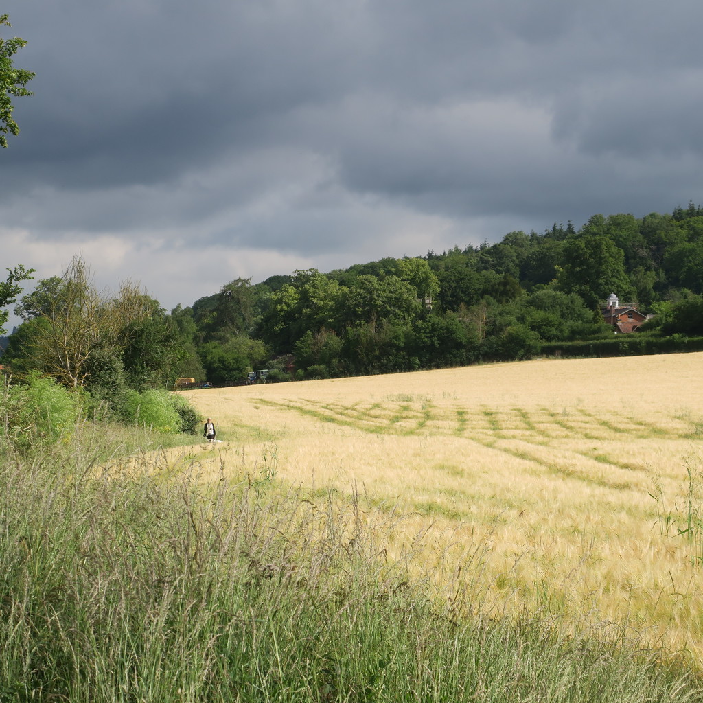 Field of barley by mariadarby