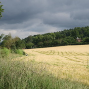 23rd Jun 2020 - Field of barley