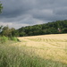 Field of barley by mariadarby