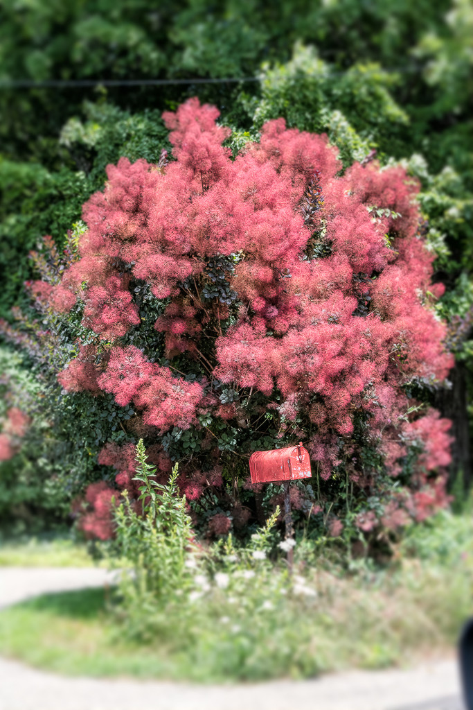 Red smoke tree by joansmor
