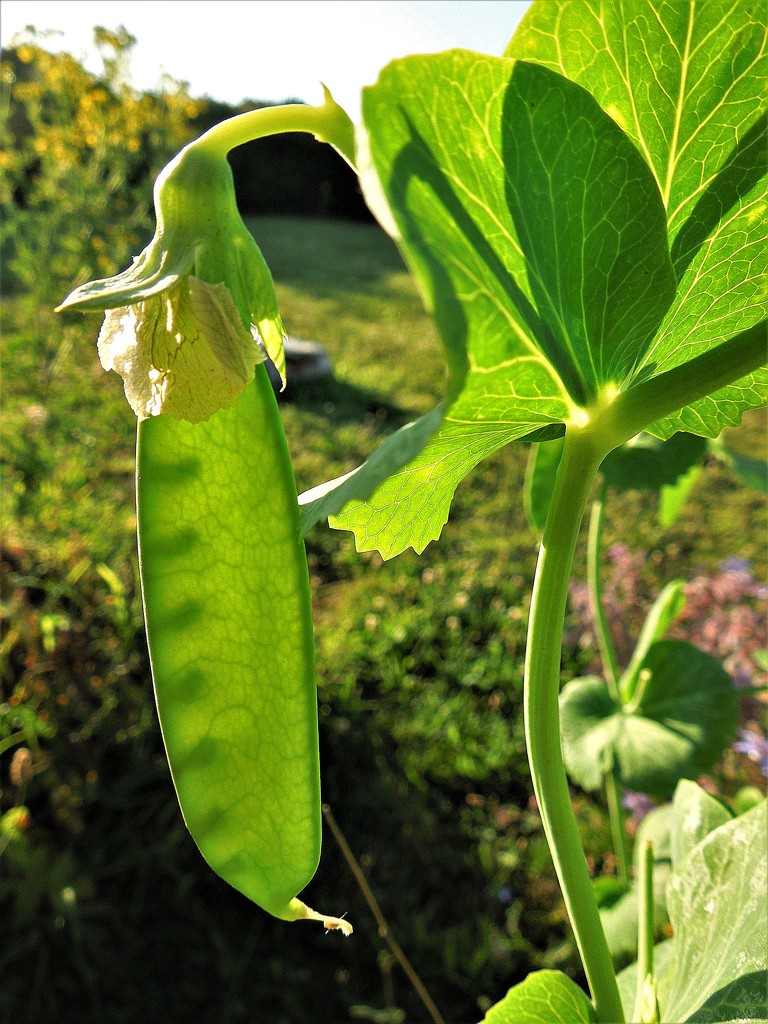 Snow pea by etienne