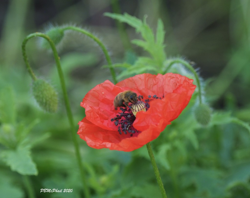 Poppy and the Bee by selkie