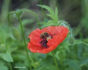 26th Jul 2020 - Poppy and the Bee