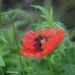 Poppy and the Bee by selkie