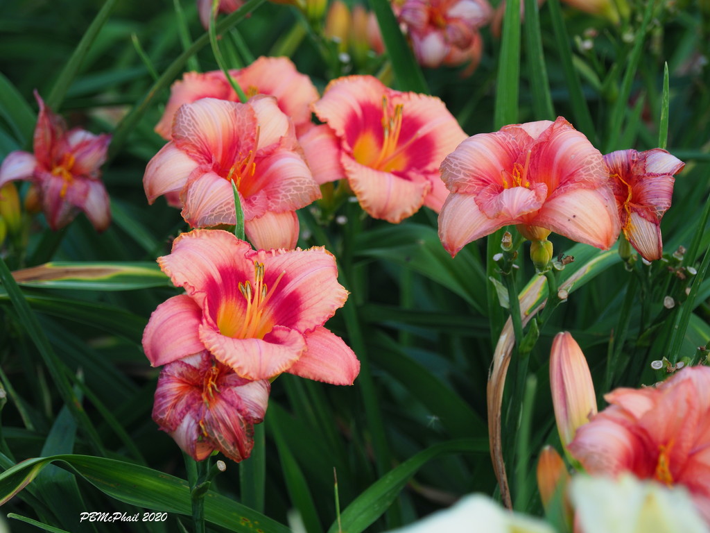 Coral Lilies by selkie