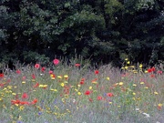 27th Jul 2020 - Wildflower Meadow
