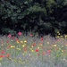 Wildflower Meadow by cmp