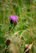 27th Jul 2020 - Meadow thistle...........