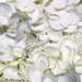 White Hydrangea by yogiw