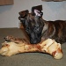 Kaya and her BIG bone! by mandyj92