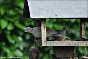 26th Jul 2020 - Collared doves