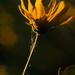 Prairie Flower by lsquared