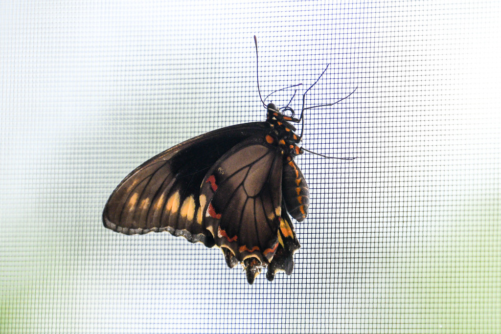 Butterfly? Moth? by danette
