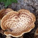 Fungus by g3xbm