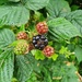 Blackberries by isaacsnek