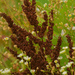 curly dock and fleabane by rminer