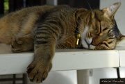 26th Jul 2020 - nap on the table #2