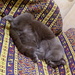 Сплюшка кот.😴🐱 by nyngamynga