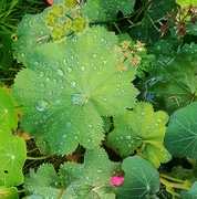 27th Jul 2020 - After the rain...