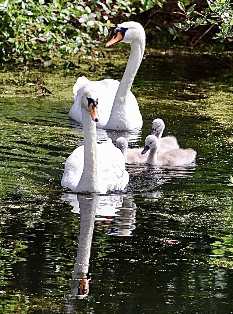 Swan Family by carole_sandford