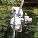 Swan Family by carole_sandford