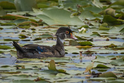 22nd Jul 2020 - Young Mr. Wood Duck