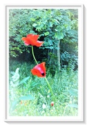 28th Jul 2020 - Poppies in the wild 
