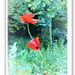 Poppies in the wild  by beryl