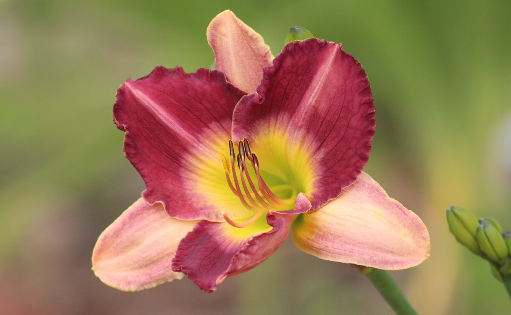Daylily (Old King Cole) by paintdipper