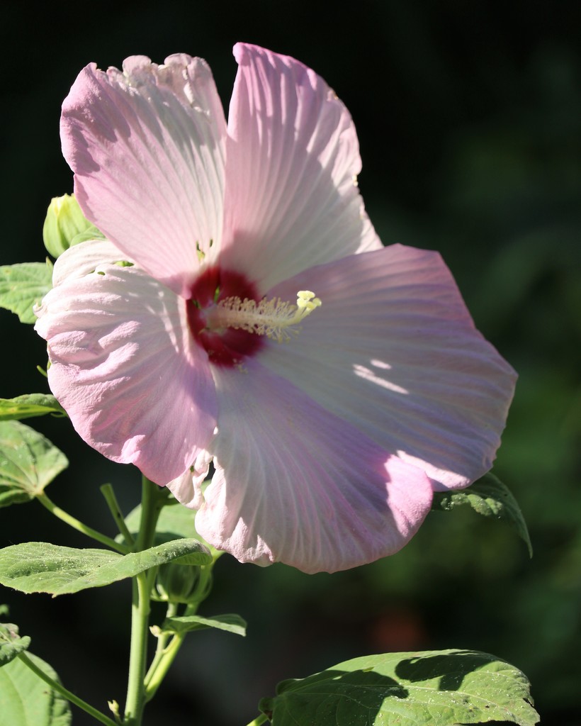 July 27: Hibiscus by daisymiller