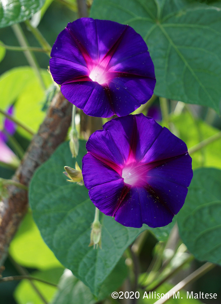 Morning Glories by falcon11