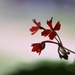 April 5: Geranium? by daisymiller