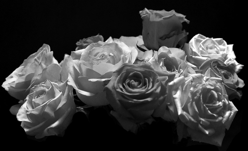 Black and White roses by homeschoolmom