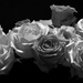 Black and White roses by homeschoolmom