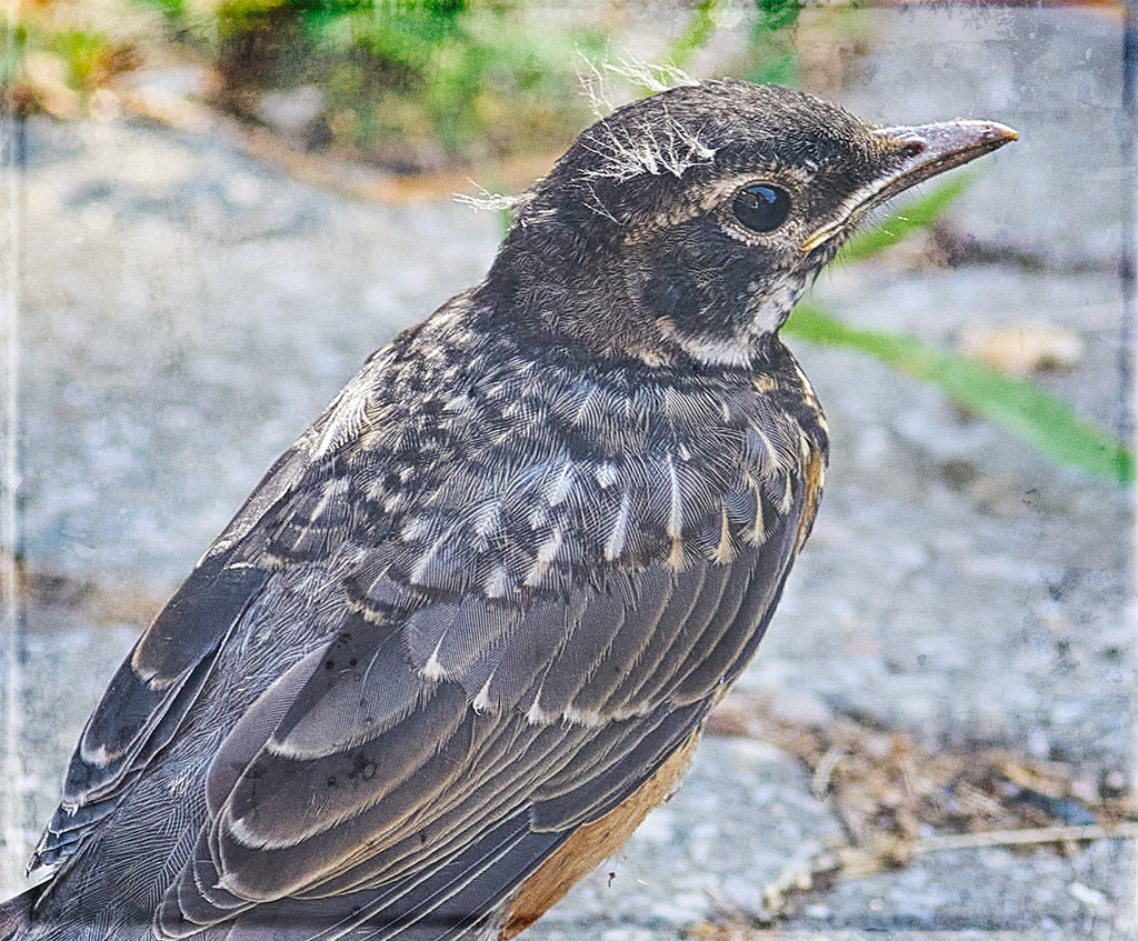 Young Robin by gardencat