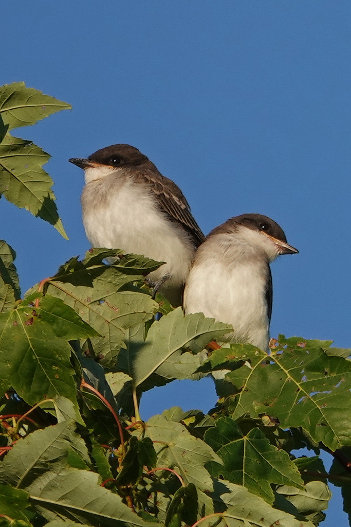 Eastern Kingbird Fledglings by annepann